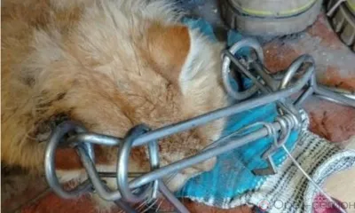 Под Орлом в капкан попал рыжий кот