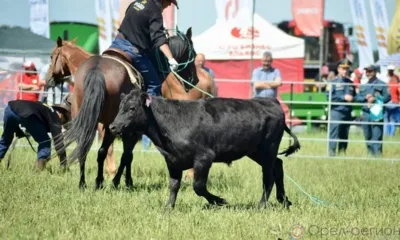 Орловская аграрная неделя началась с ловли бычка и скачек на лошадях