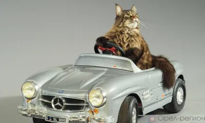 Сегодня в центре Орла на несколько часов запретят движение и стоянку транспорта