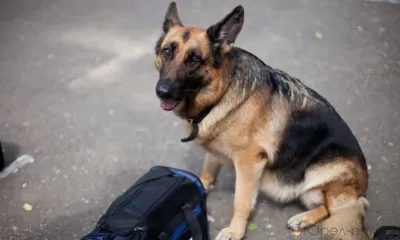 Собака нашла в доме болховчанина наркотики