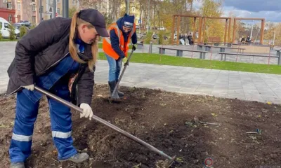 В Орле продолжается осенняя посадка тюльпанов