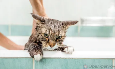В Заводском районе Орла десятки домов и школа остались без горячей воды