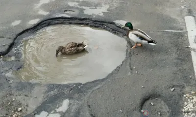 Некоторые орловские дороги таковы, что скоро там будут плавать не только утки, но и бегемоты