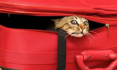 22 орловских питомца отправились в 2022 году за границу