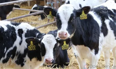 В развитие сельского хозяйства Шаблыкинского района направили более 6,7 млрд рублей