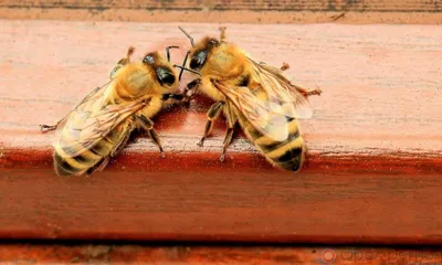 12 проектов получили ободрение комиссии орловского департамента сельского хозяйства на получение гранта