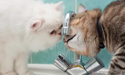 20 августа Орловский МО и часть Орла останутся без воды