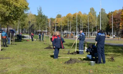 В парке Победы в Орле высадили 30 лип. Фоторепортаж