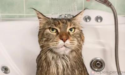 Сегодня в Орле отключат воду на ул. Герцена и ул. Советской