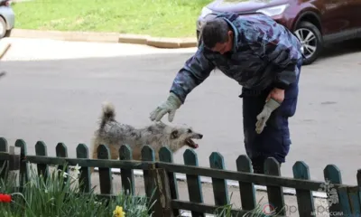 В Орле из подвала спасли дворового пса Кузю
