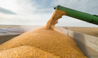 Экспорт подкарантинной продукции из Орловской и Курской областей увеличился на 55%