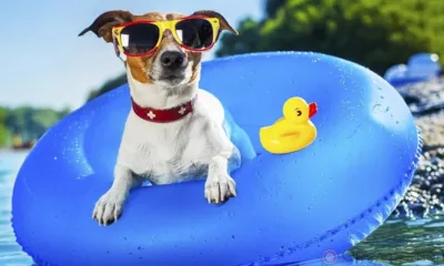 Орловцам пообещали сухую и жаркую погоду