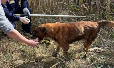 В Орле спасатели достали из ямы собаку