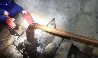 В Орле спасатели достали собаку из подвала
