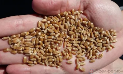 Глава орловского сельхозпредприятия засеял земли непроверенными семенами