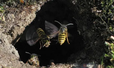 В Орле осы облюбовали детский сад