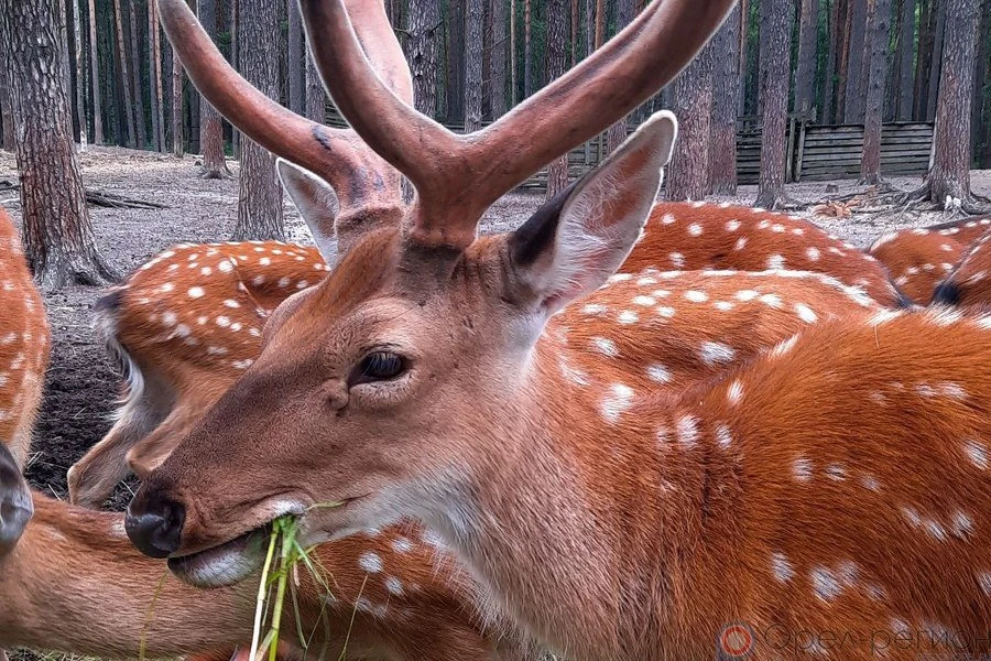 Зоопарк Орловского полесья нарушил правила содержания животных