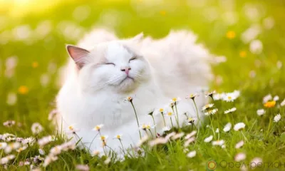 Орловцев ждёт жаркая погода