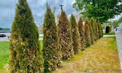 Туи и газон на площади Жукова в Орле были отравлены неизвестными