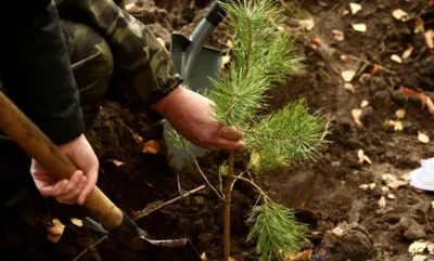 В рамках нацпроекта «Экология» в Орловской области посажено около 355 га леса