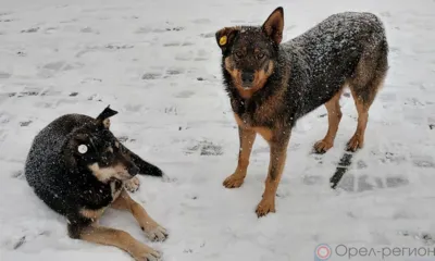 Главе СК РФ доложат о нападении собак на студентов в Орле