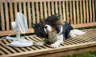 Сегодня орловцев ждёт самый жаркий день на текущей неделе