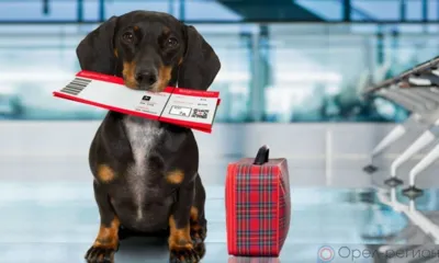 Орловцам рассказали о новых правилах перемещения домашних животных через таможенную границу Грузии