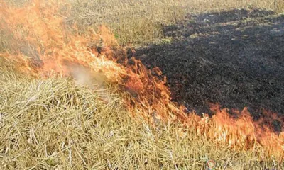 Предприятиям в Ливенском и Должанском районах объявлены предостережения из-за горения стерни