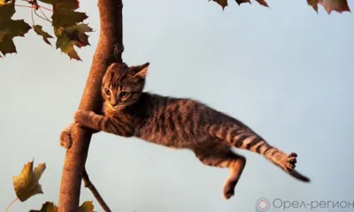 Орловцев ожидает ветер, дождь и мокрый снег