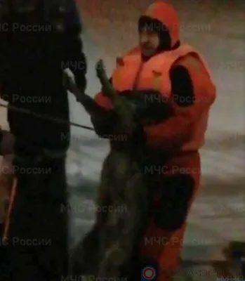 В Орле из ледяной воды спасли собаку