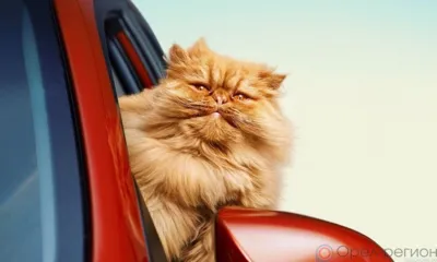 Орловцам на сутки запретят проезд по ул. Плещеевской и ул. Гостиной