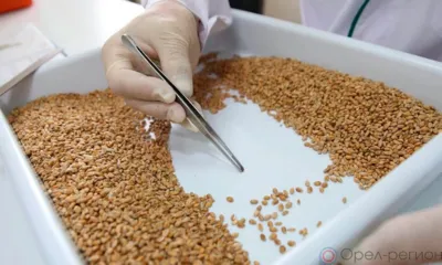 В Ливнах торговали семенами с нарушением маркировки