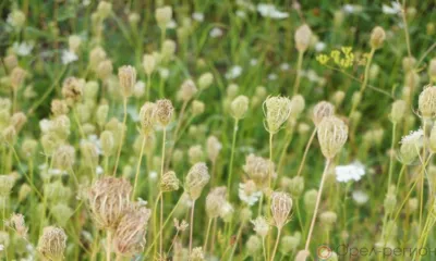 В Шаблыкинском районе 74 га земли сельхозназначения заросло кустарниками