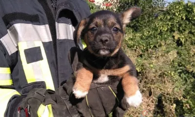 Дмитровские спасатели приехали на помощь к щенку