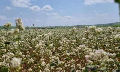 Орловщина вошла в число лидеров по производству гречихи