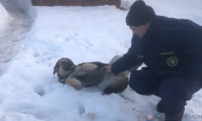 Очередной пёс оказался в надёжных руках орловских спасателей