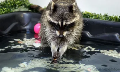 В Орле продолжаются временные отключения горячей воды