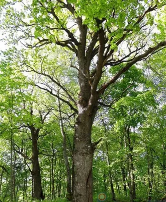 На конкурсе «Российское дерево года» Орловщину представляет Меркуловский дуб