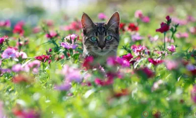 На Орловщину на сутки придёт дождь