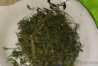 Полицейские задержали подозреваемого в незаконном хранении наркотиков орловца