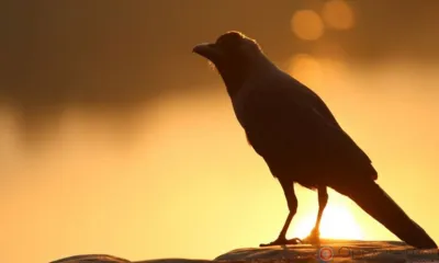 На Орловщине продолжается засуха