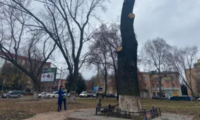 В Орле по инициативе прокуратуры обследовали растущий на Бульваре Победы дуб