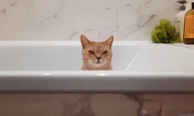 В Орле 19 мая на две недели отключат горячую воду