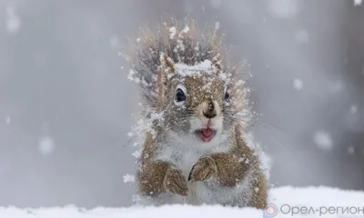 В Орловской области ожидаются снегопад, метель и снежные заносы