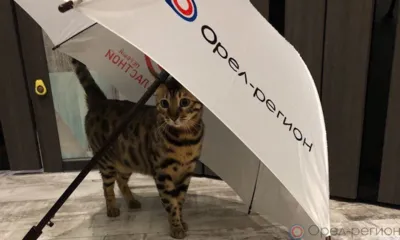 В ближайшие сутки на Орловщине ожидаются сильные дожди