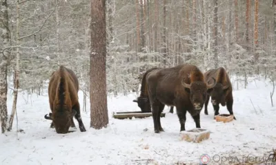 Более 85 тысяч человек посетили «Орловское полесье» в прошлом году