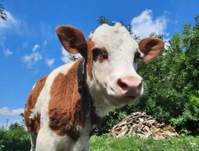 В Орловской области в 2022 году не зафиксировано случаев бешенства и туберкулёза среди КРС