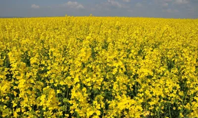В Белоруссию из Орловской области экпортировали более 6 тысяч тонн рапса