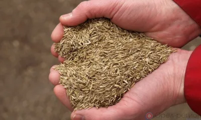 В Орловскую область ввезли почти 340 тонн импортных семян