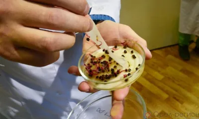 В Орле интернет-магазин торговал непроверенными семенами